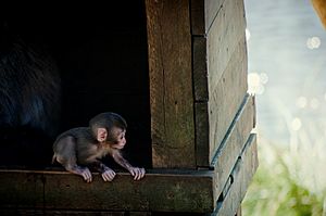 Japanese macaque Highland Wildlife Park