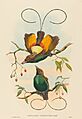 John Gould and W. Hart, Diphyllodes chrysoptera (Magnificent Bird of Paradise), NGA 53547