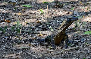 Komodo Dragon juvenile, Komodo, 2016 (05)
