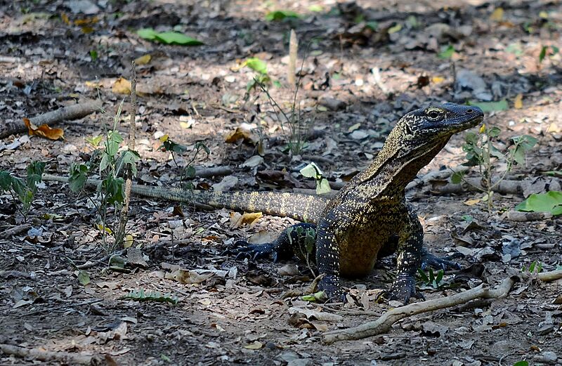 Komodo Dragon juvenile, Komodo, 2016 (05)