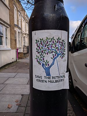 Lamppost poster of the Bethnal Green mulberry