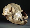 Laténium-crâne-ourse-Bichon