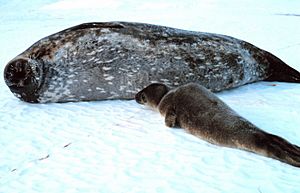 Weddell Seal Facts for Kids