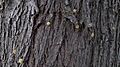 Lightwood bark (6281541256)