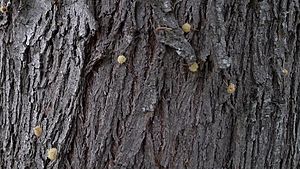 Lightwood bark (6281541256)