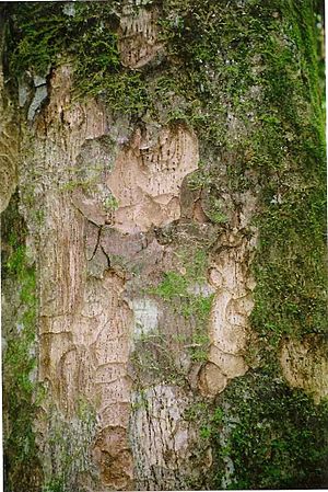 Litsea reticulata bark.jpg