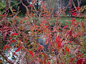 Loosestrife (Lythrum salicaria )