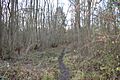 Lower Wood, Cambridgeshire 1