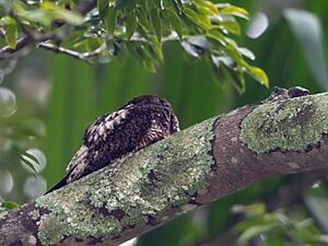 Lurocalis semitorquatus - Short-tailed Nighthawk; Botanic Garden, São Paulo, Brazil.jpg