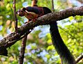 Malabar Giant Squirrel77
