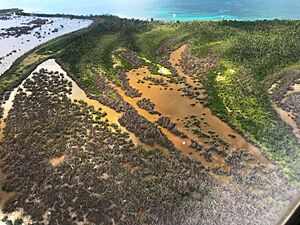 Mangroves in Vieques, Puerto Rico after Hurricane Maria 2017