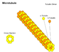Microtubule Structure