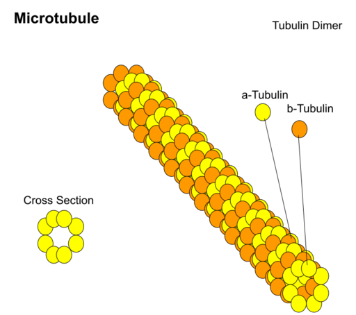 Microtubule Structure
