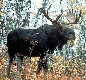 Moose superior
