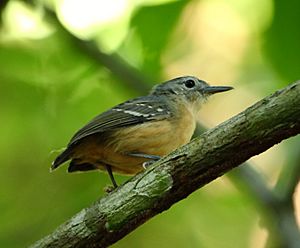 Myrmotherula assimilis - Leaden antwren (female).jpg