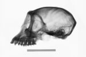 NMNH-usnm 121690 Simias concolor xray lateral.jpg