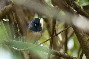 Nilgiri Blue Robin, Ooty, Tamil Nadu