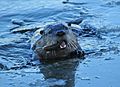 Northern River Otter Eating White Sucker on Seedskadee NWR (22984535449)