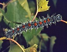 Nymphalidae - Nymphalis antiopa (caterpillar) 