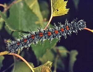 Nymphalidae - Nymphalis antiopa (caterpillar) 