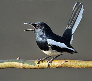 Oriental Magpie Robin (Copsychus saularis)- Male calling in the rain at Kolkata I IMG 3746