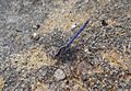 Orthetrum taeniolatum male