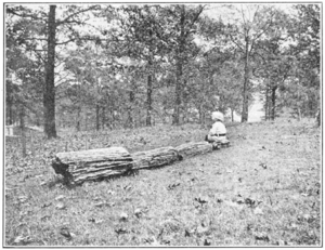 PSM V83 D473 Petrified log from pittsboro mississippi