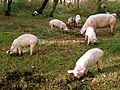 Pannage in the New Forest