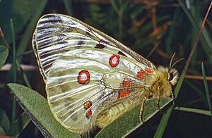 Papilionidae - Parnassius apollo.jpg