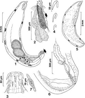 Parasite140083-fig1 Figs 1-7 Neoechinorhynchus (Hebesoma) spiramuscularis