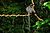 Phayre's Langur, Trachypithecus phayrei in Phu Khieo Wildlife Sanctuary (21134240148).jpg