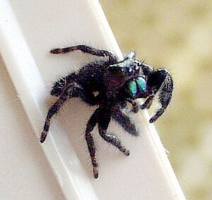 Phidippus audax3