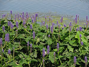 Pickerelweed, Rideau River