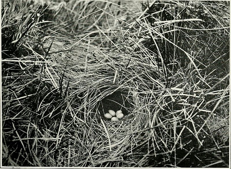 Pictures of bird life - on woodland meadow, mountain and marsh (1903) (14750185925)