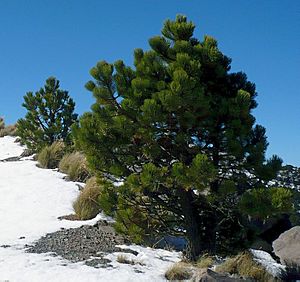 Pinus hartwegii Cofre de Perote