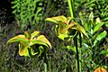 Pitcher Plant (Sarracenia alata), photographed on 1 May 2020, Tyler County, Texas, USA, by William L. Farr