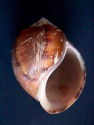 Pomacea interupta 000p