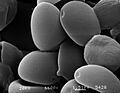 Psilocybe-aztecorum-spores-sem