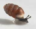 Pupilla muscorum 2