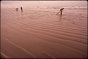 QUINAULT INDIANS ON THE BEACH OF THEIR RESERVATION ON THE PACIFIC COAST. THEY ARE HARVESTING RAZOR CLAMS FOR THE... - NARA - 545204