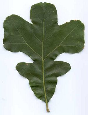 Quercus stellata (EU)