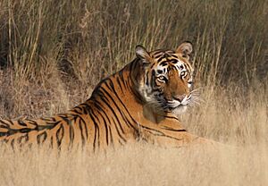 Reclining Tiger, Ranthambore National Park