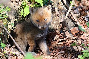 Red fox kit 3 (Vulpes vulpes)
