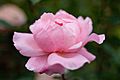Rose, Queen Elizabeth - Flickr - nekonomania