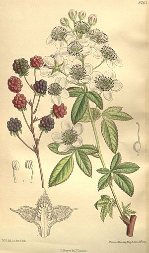 Rubus canadensis 135-8264.jpg