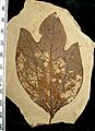 Sassafras hesperia 01