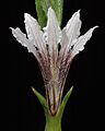 Scaevola repens - Flickr - Kevin Thiele