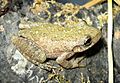 Scinax granulatus