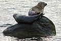 Seals at Lunderston Bay (geograph 5484308)