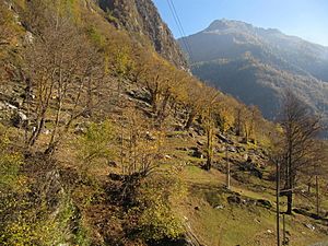 Selva castanile (chestnut orchard), Ticino